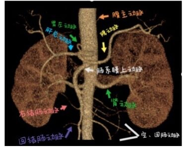 腹部動(dòng)脈.jpg